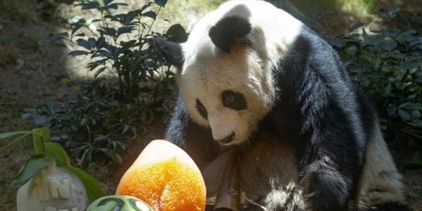 Oldest male giant Panda in world dies 1 Oldest male giant Panda in world dies