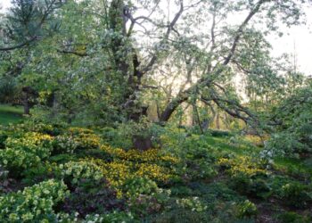 In Your Enthusiasm for Planting, Don’t Forget About the Trees