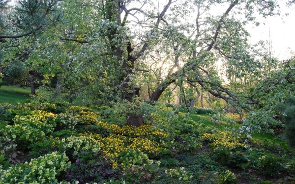 In Your Enthusiasm for Planting, Don’t Forget About the Trees 1 In Your Enthusiasm for Planting, Don’t Forget About the Trees