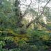In Your Enthusiasm for Planting, Don’t Forget About the Trees