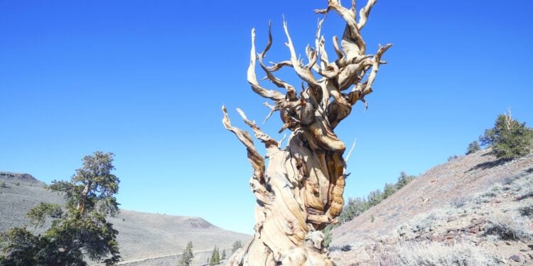 علماء يضعون استراتيجية لحماية أشجار الصنوبر النادرة من الخنافس 1 علماء يضعون استراتيجية لحماية أشجار الصنوبر النادرة من الخنافس