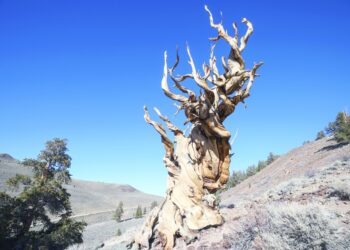 علماء يضعون استراتيجية لحماية أشجار الصنوبر النادرة من الخنافس