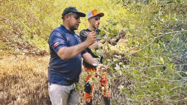 Plan to plant 1.5 million mangroves