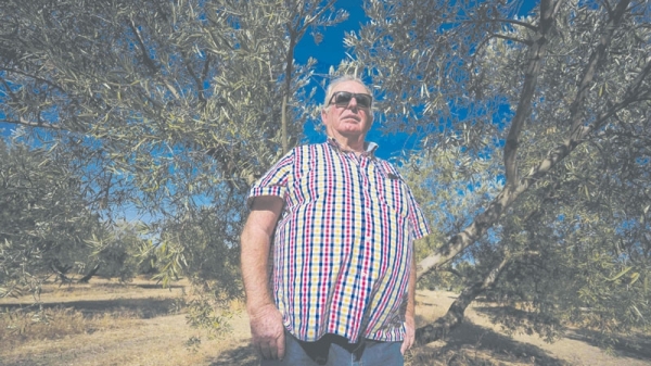 Drought threatens Spain’s ‘green gold’ harvest