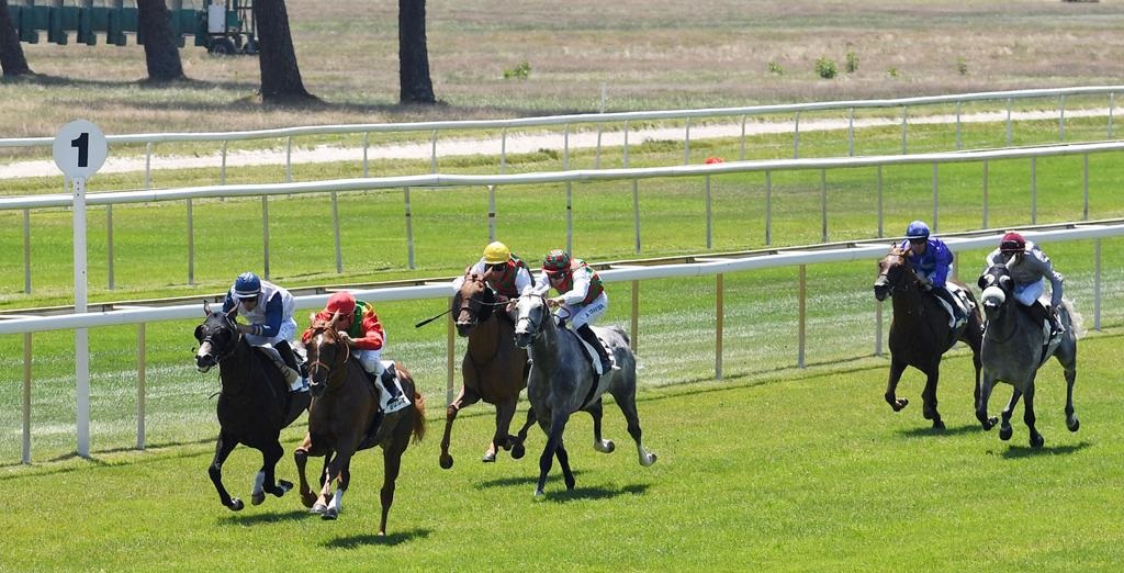 الحصان “سوكو” للخيالة السُّلطانية يحرز المركز الأول في فرنسا