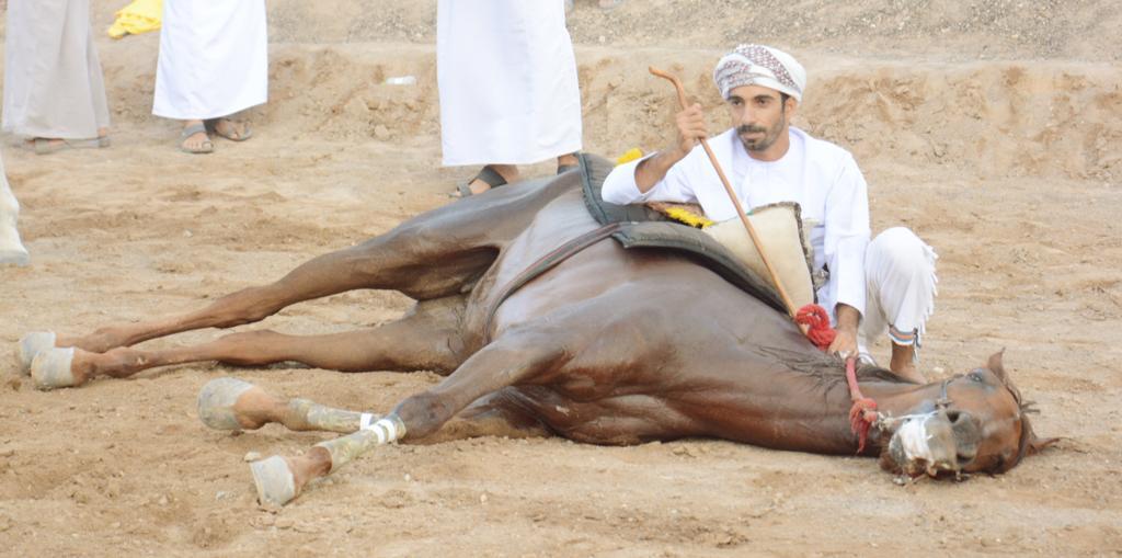 فعاليات متنوعة لرياضة الخيل في مهرجان الفروسية بالمضيبي 2 62cc51e079c9d