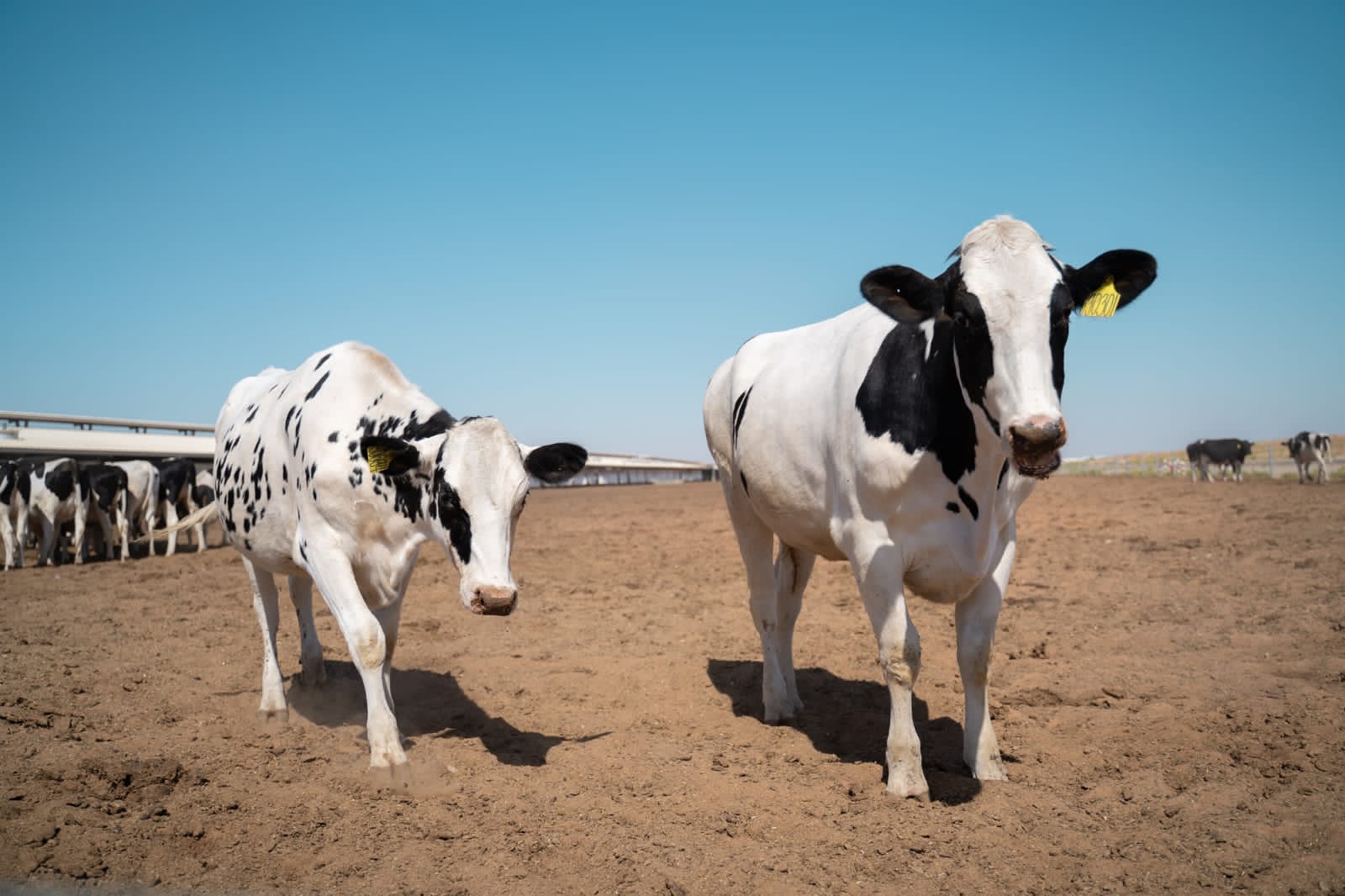 مزون للألبان تقدم مستويات رائدة من الرعاية الحيوانية في منشأتها المتكاملة في السنينة ￼