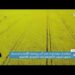 مناشدة دولية لبناء ممر آمن وتهيئة الأوضاع لاستمرار تدفق الحبوب الأوكرانية إلى الأسواق العالمية