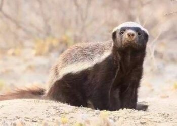 ظهور نادر لحيوان غرير العسل في محافظة الوسطى