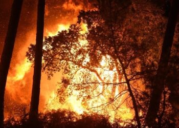 فرنسا تكافح حرائق الغابات مع استمرار موجة الحر