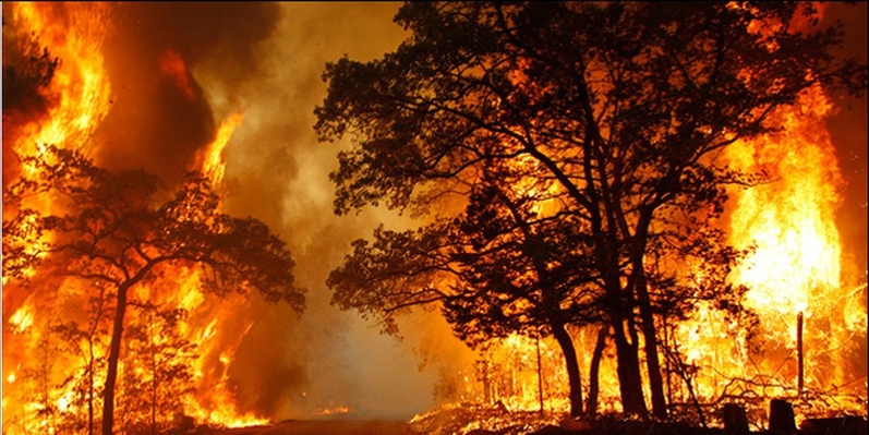 حريق غابات يأتي على 800 هكتار شمال شرق ألمانيا