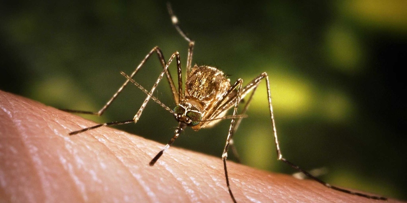 المصاب بحمى الضنك أو فيروس زيكا أكثر جاذبية للبعوض
