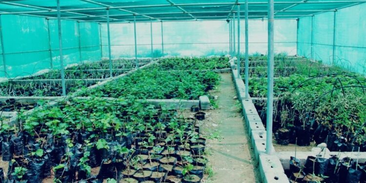 المشتل الرعوي رافد مهم للحياة الفطرية بمحافظة الظاهرة