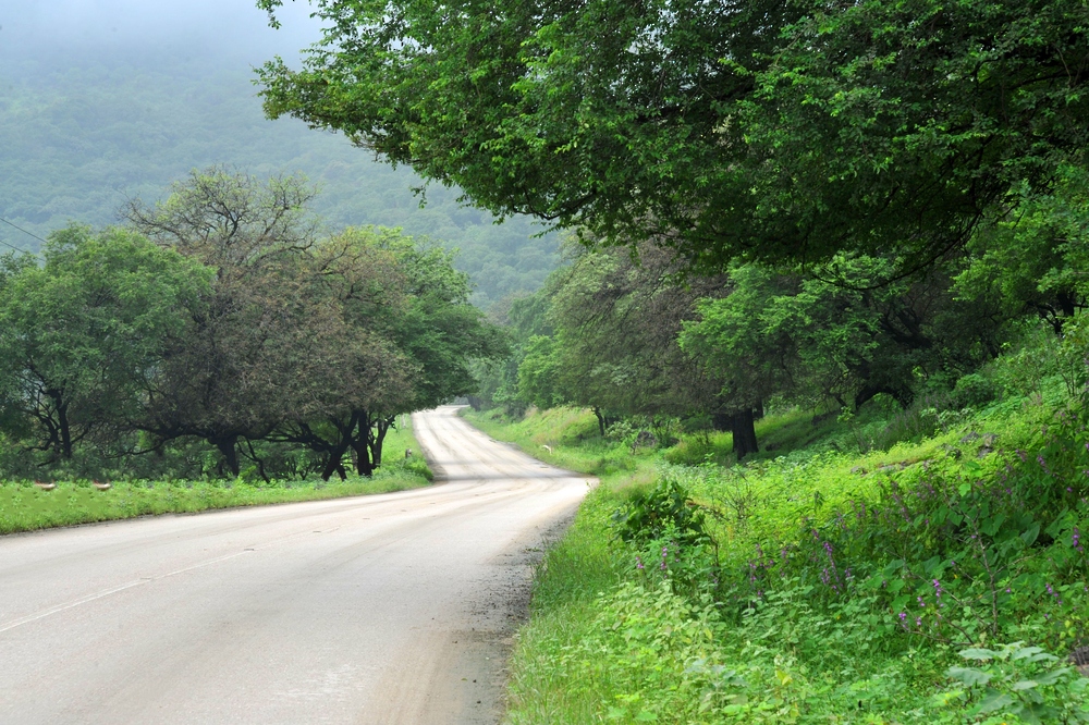 محافظة ظفار تكتسي باللون الأخضر