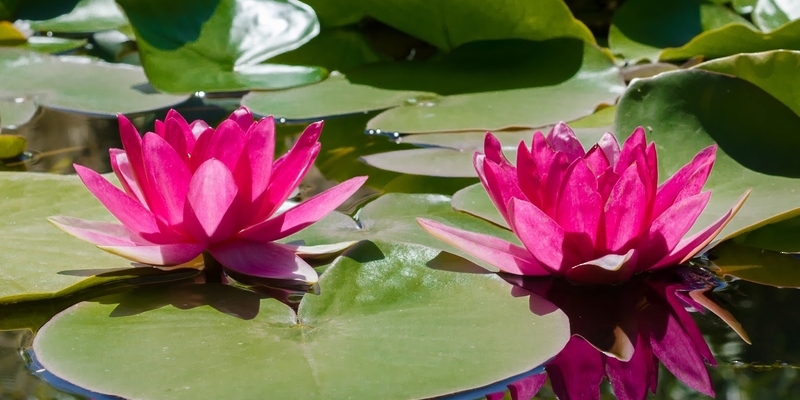 حدائق كيو جاردنز اللندنية تعلن اكتشاف نوع جديد من الزنابق المائية