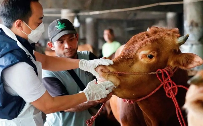 انخفاض مبيعات الماشية في إندونيسيا بسبب مرض الحمى القلاعية