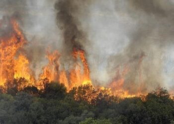 رجال إطفاء يتمكنون من السيطرة على حريق غابات بفرنسا