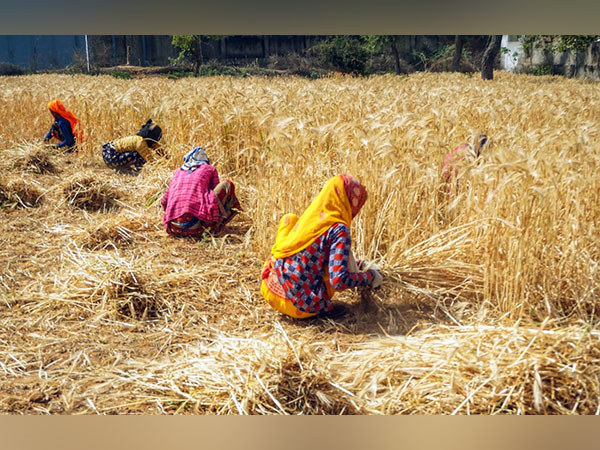 Wheat prices in India stabilised, export restrictions bore fruit