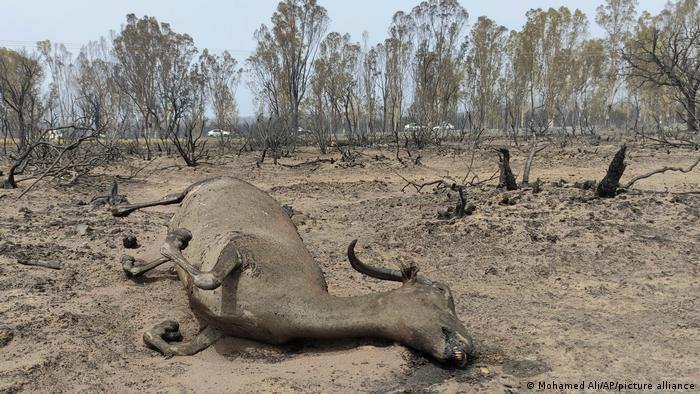 Algeria: Dozens killed in wildfires