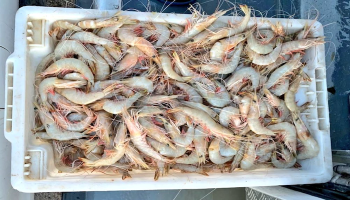 Shrimp fishing season set to begin in Oman