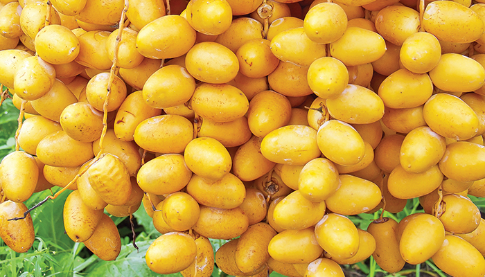 We Love Oman: For the love of dates