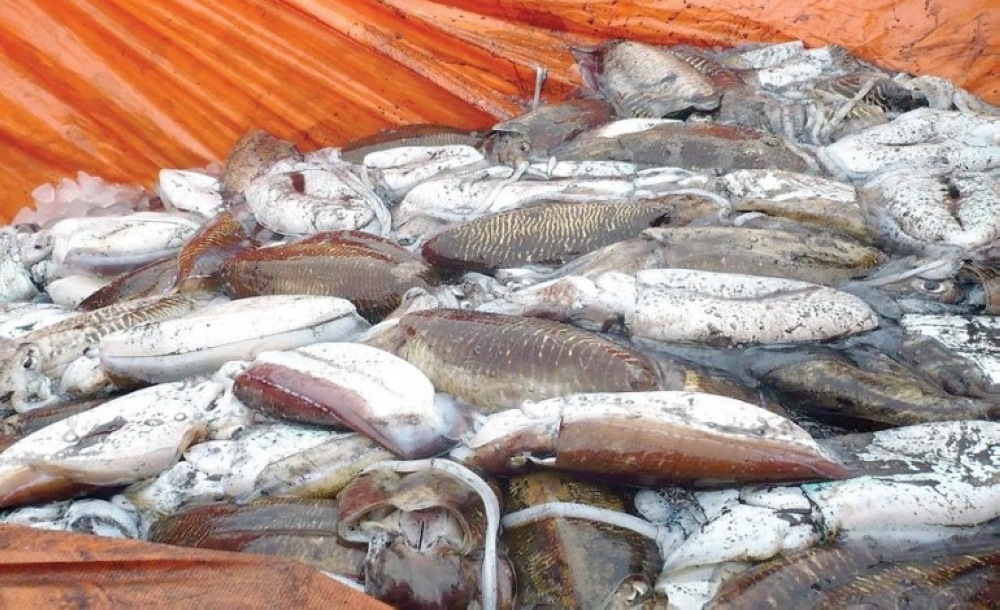 بدء موسم صيد ثروة الحبار في مياه سلطنة عمان