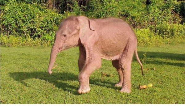 Rare white elephant born in Myanmar