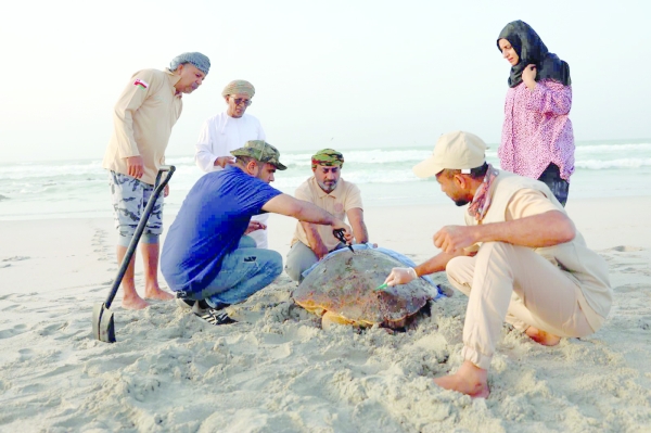 Study on loggerhead turtles in Masirah begins