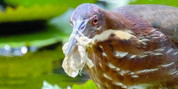 Bird habitats all over the world are affected by waste
