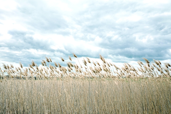 In my homeland, the smell of death on a summer afternoon