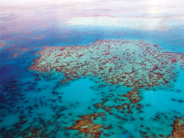 Great Barrier Reef sees fragile coral comeback