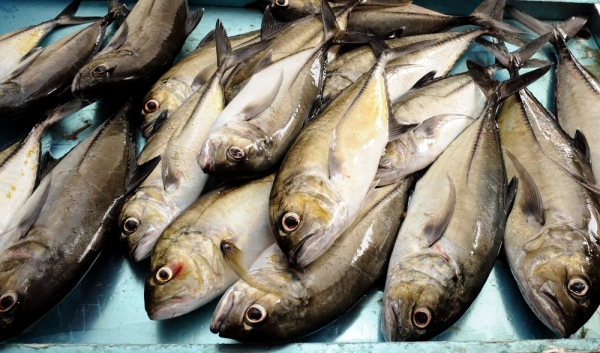 Fish output value in Dhofar stood at RO 36m in 2021 1 Fish output value in Dhofar stood at RO 36m in 2021