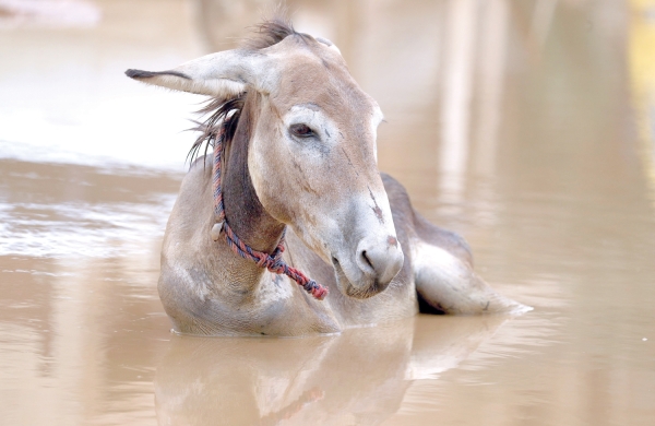 Sudan floods kill 52 people