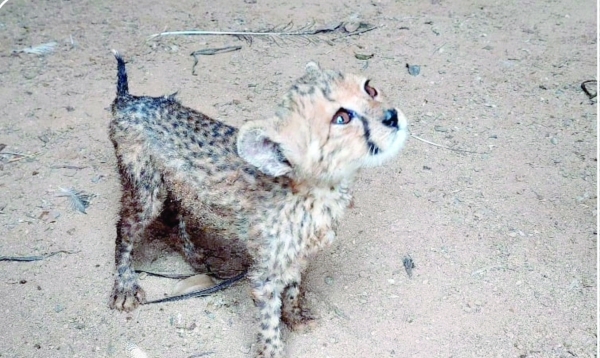 Attempt to smuggle wild animals foiled in Dhofar