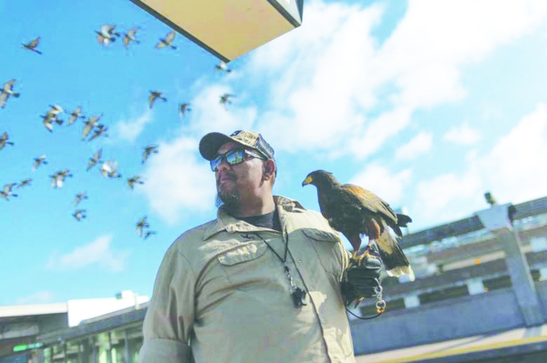 San Francisco metro system hires bird of prey to scare pigeons away
