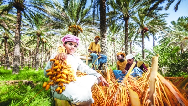 Dates harvest through the eyes of a photographer
