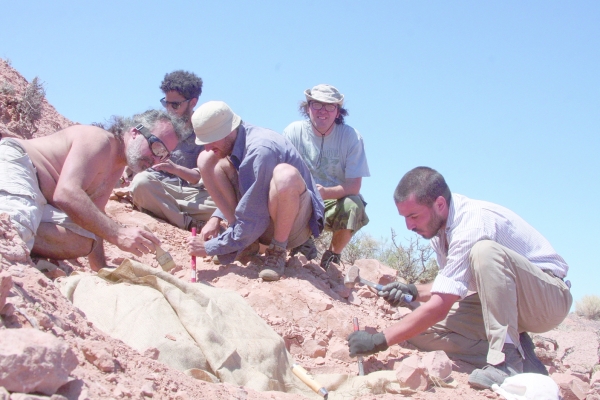 Remains of small armor-plated dinosaur unearthed in Argentina