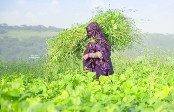 With autumn here Dhofar people are preparing for rain-fed farming