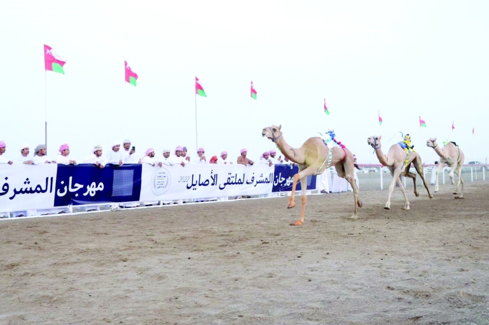 مشاركة واسعة وتنافس قوي في سباق الهجن بميدان المشرف بالمضيبي