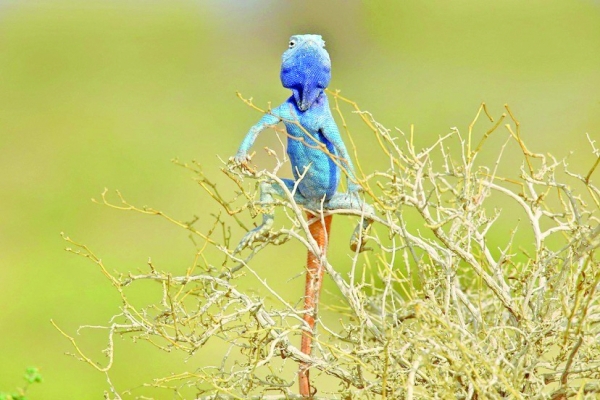 Endemic reptiles of Oman need conservation