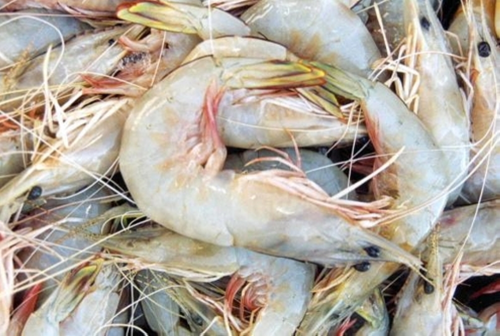 سبتمبر المقبل.. بدء موسم صيد الروبيان