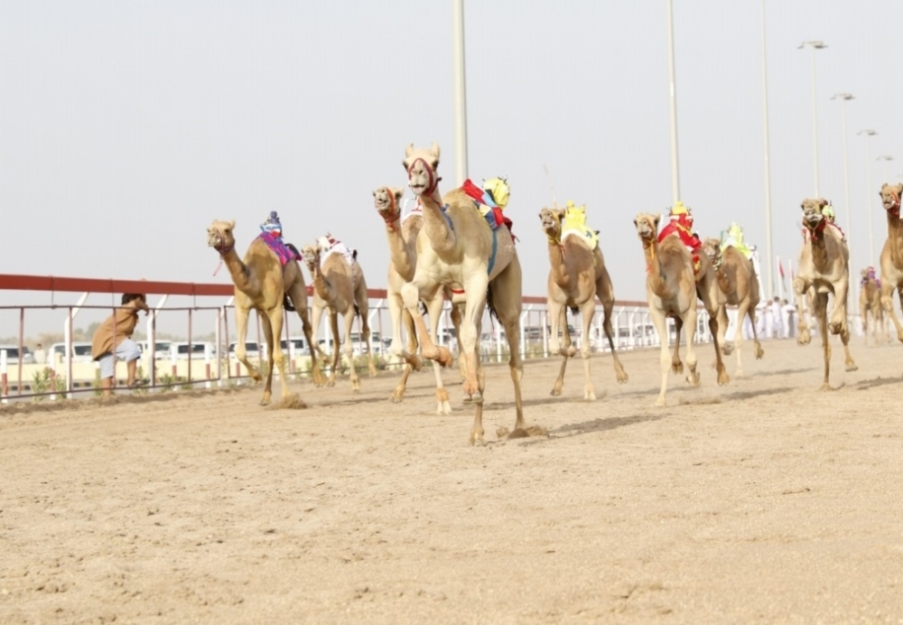 12 شوطا في شارة السيف الذهبي للهجن بالبشائر