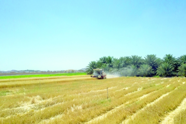 Procurement of locally grown wheat surges to 1,100 MT in 2022: OFM