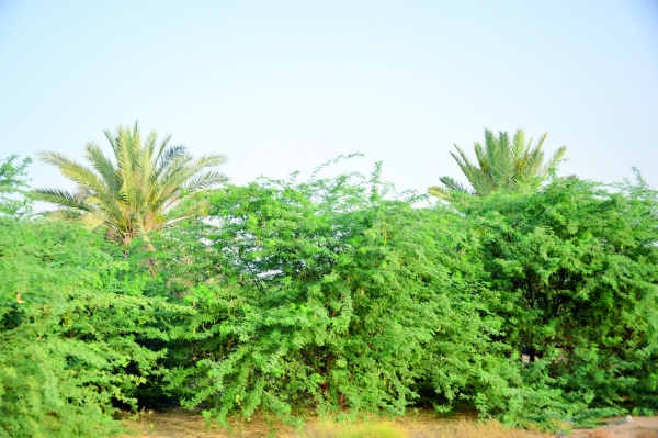 Invasive mesquite