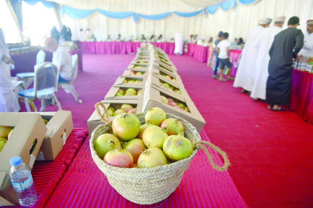 فعاليات مهرجان الجبل الأخضر السياحي الأول تتواصل وسط تألق الفعاليات