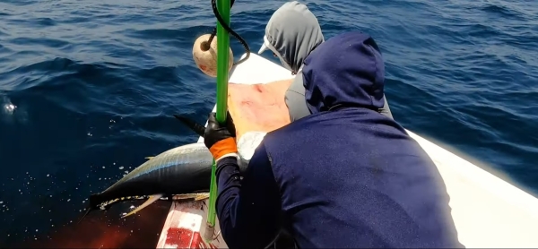 Project to upskill Omani fishermen to produce grade-A sashimi tuna