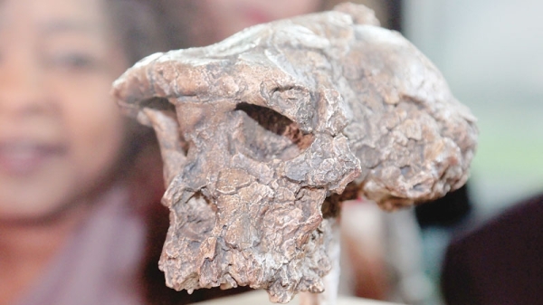 Oldest human relative walked upright 7m years ago: Study