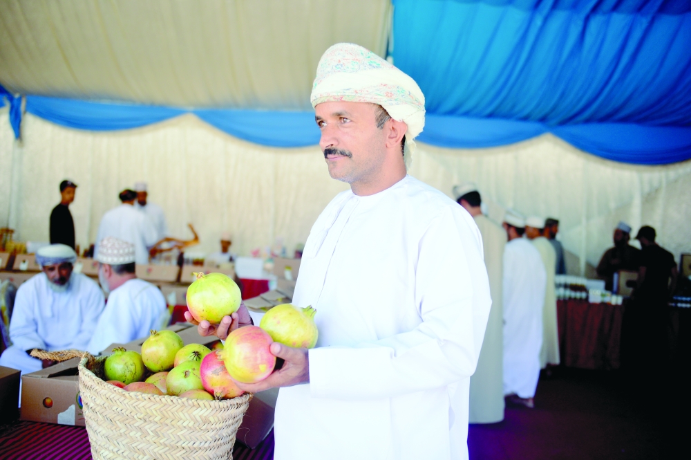 27 ألف شجرة رمان في الجبل الأخضر .. وموسم استثنائي للجودة