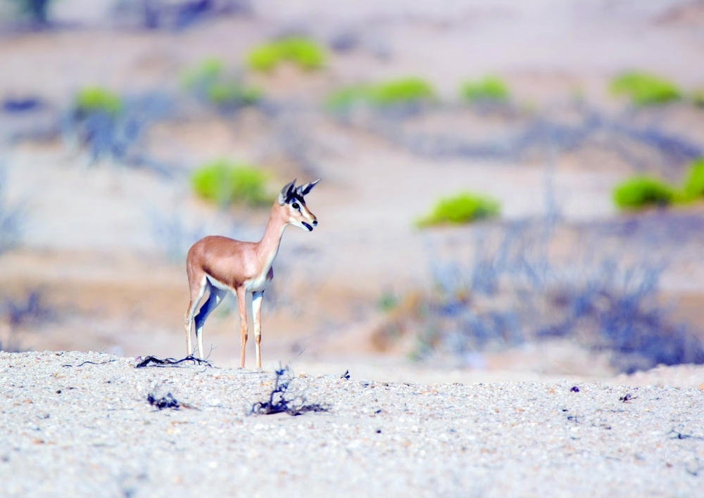 «البيئة» تطلق مشروع المسح الوطني للتنوع الأحيائي