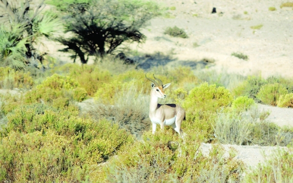 Survey of wild animals begins